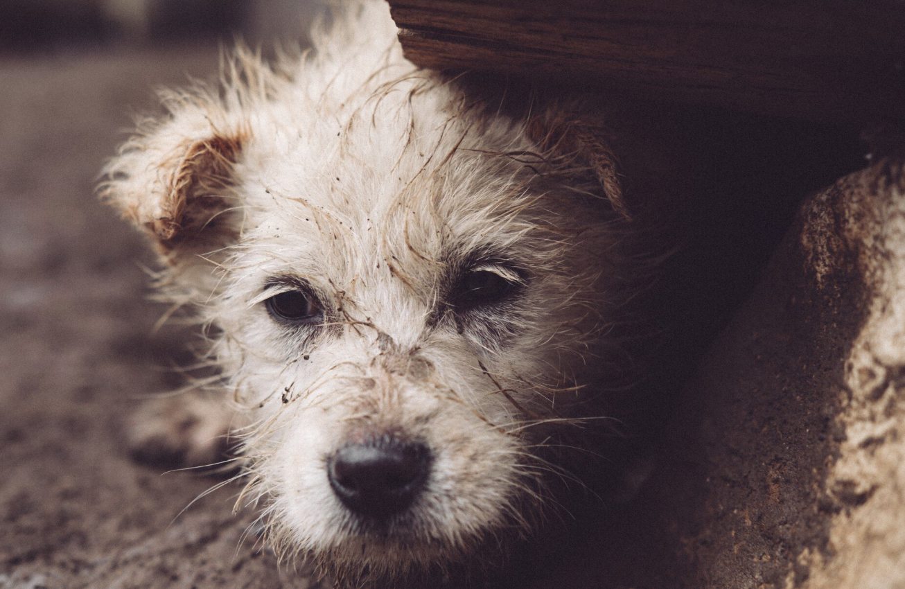 PetLost